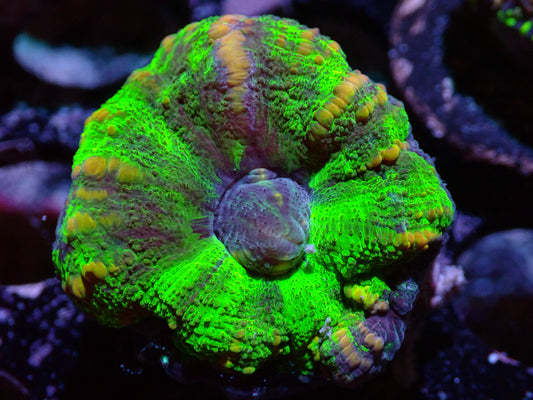 7/3/24 DHC Green/Purple Button Scoly ended