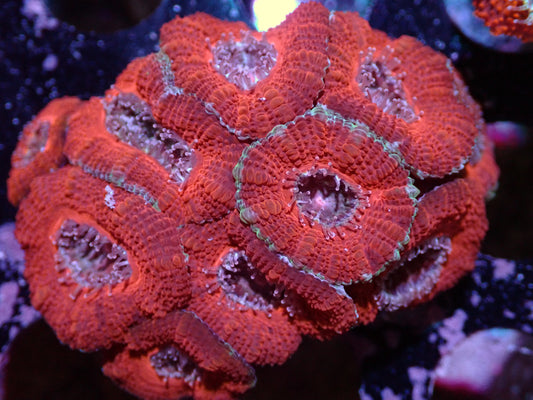7/3/24 DHC Red Acan 8H ended