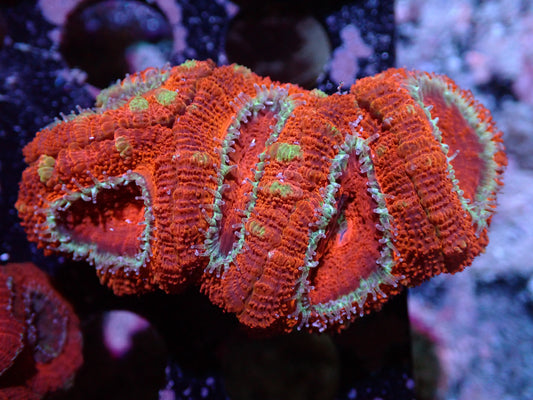 7/3/24 DHC Red/Green Acan 5H ended
