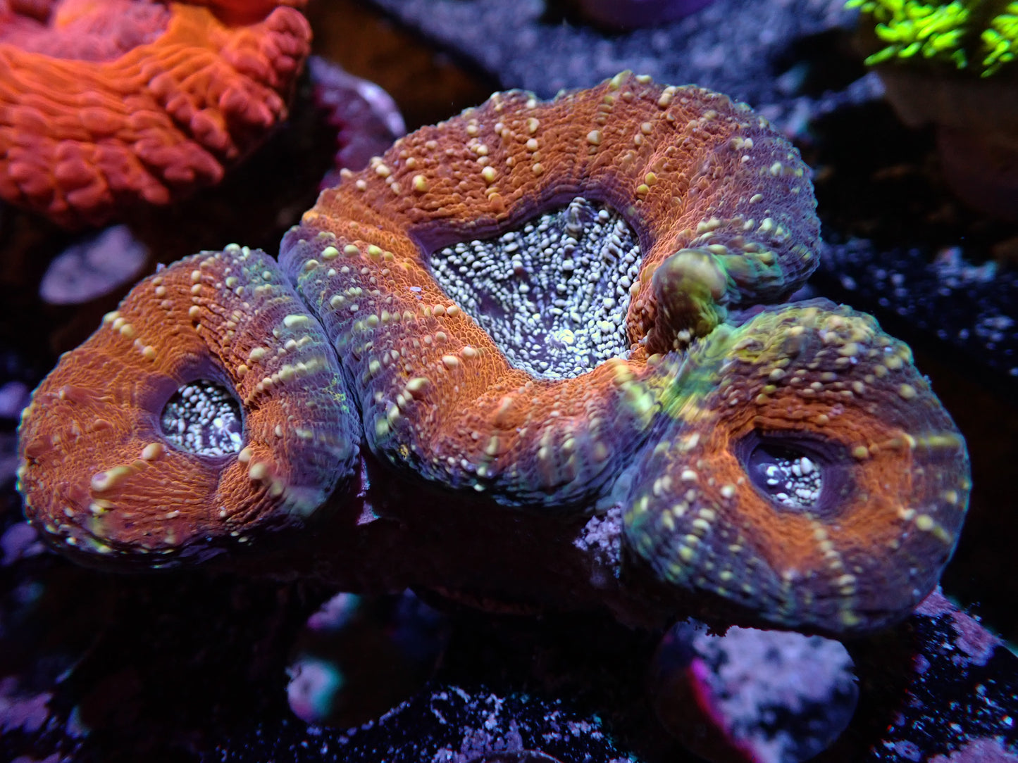 7/3/24 DHC Orange/Purple Lobopyllia ended
