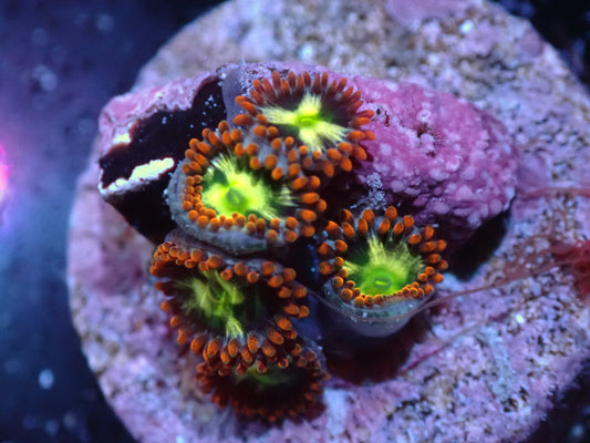7/3/24 LKR Japanese Sunburst Zoas ended