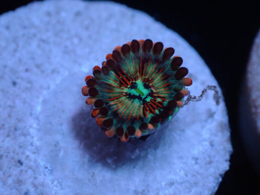7/3/24 LKR Salted Agave Zoa ended