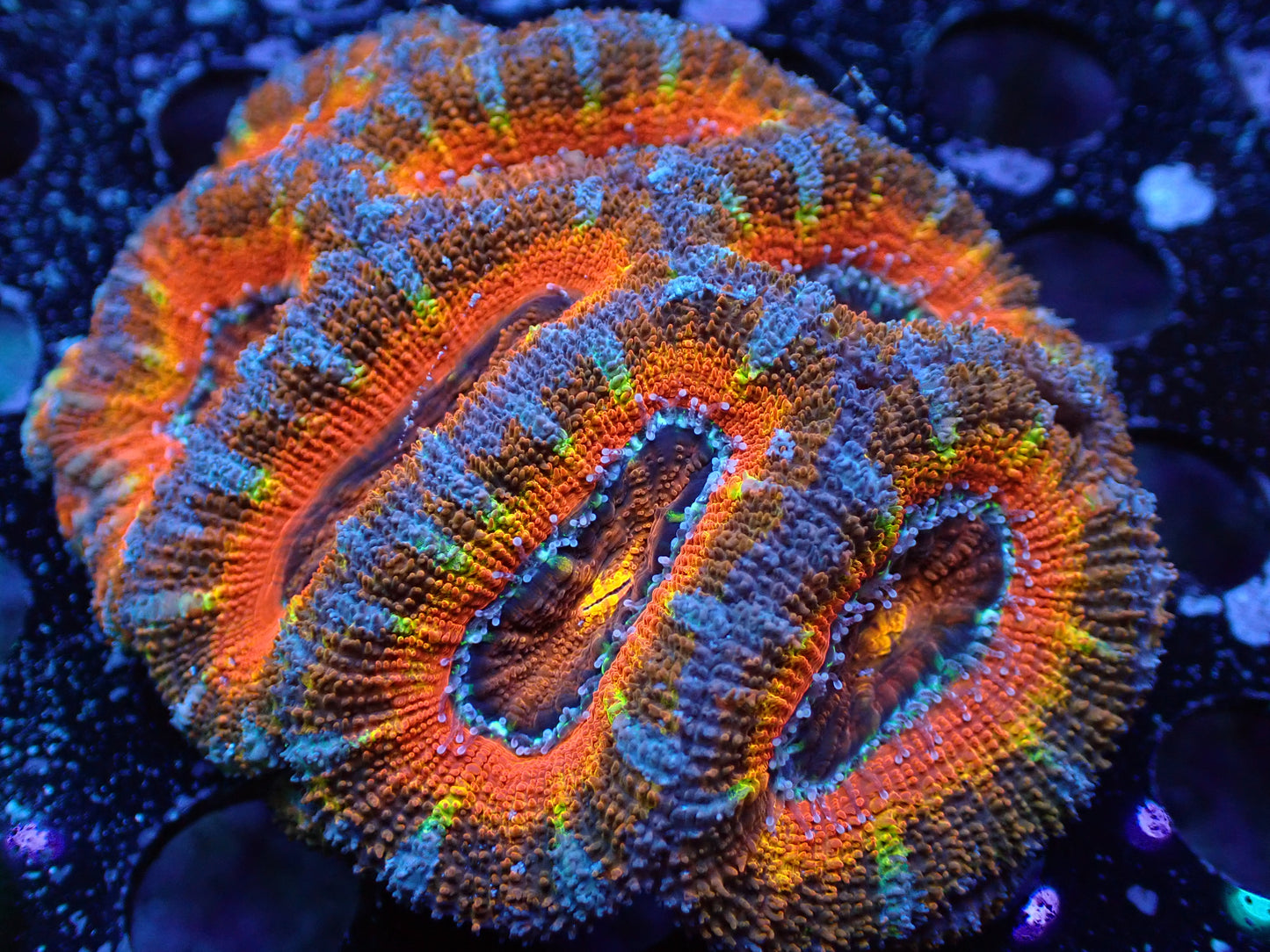 K7 7/3/24 JRA Campfire Rainbow Acan Colony ended