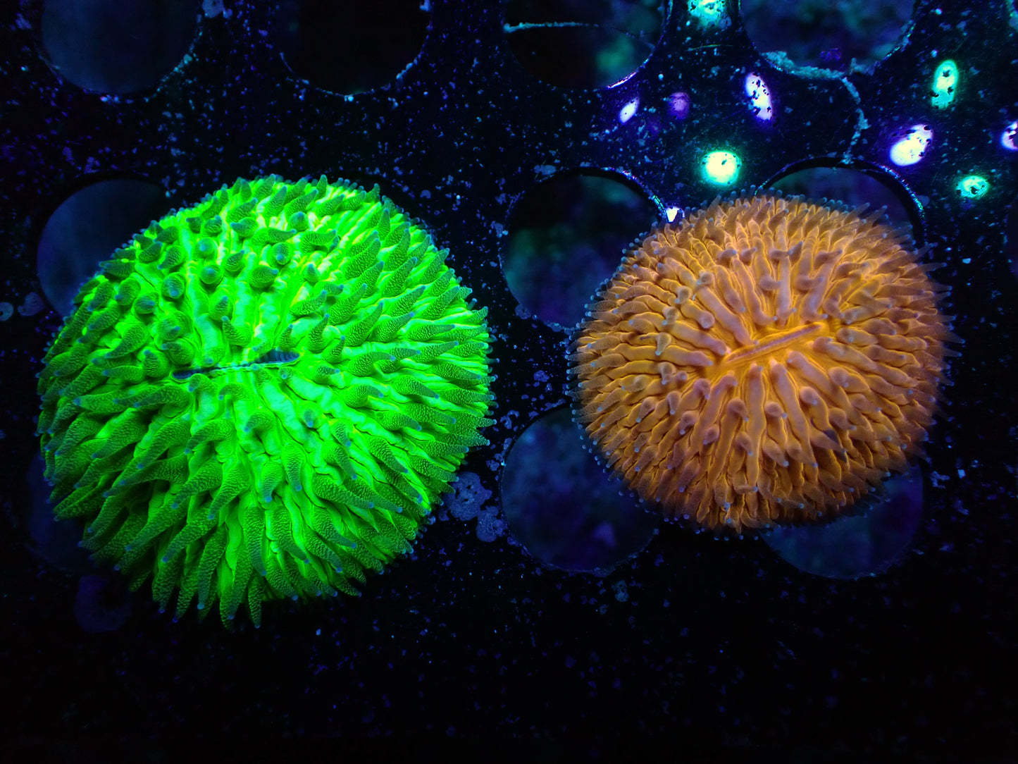 K3 7/3/24  JRA Green & Orange Combo Fungia ended