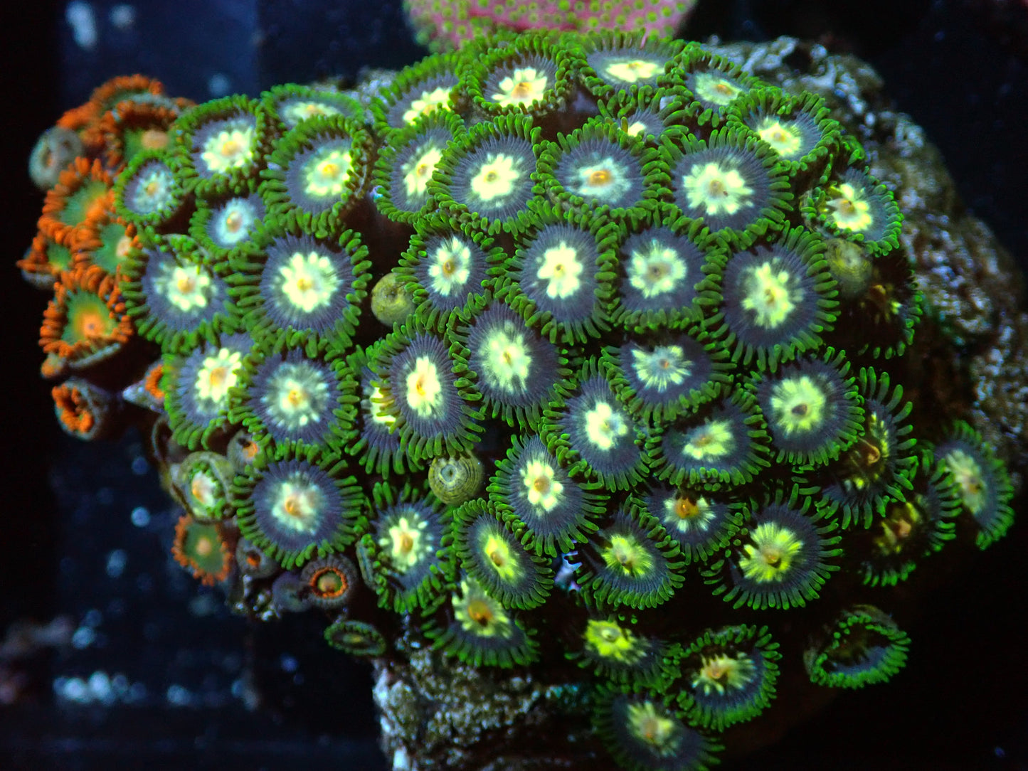 7/3/24 GWC Daisy Cutter Zoa Combo ended