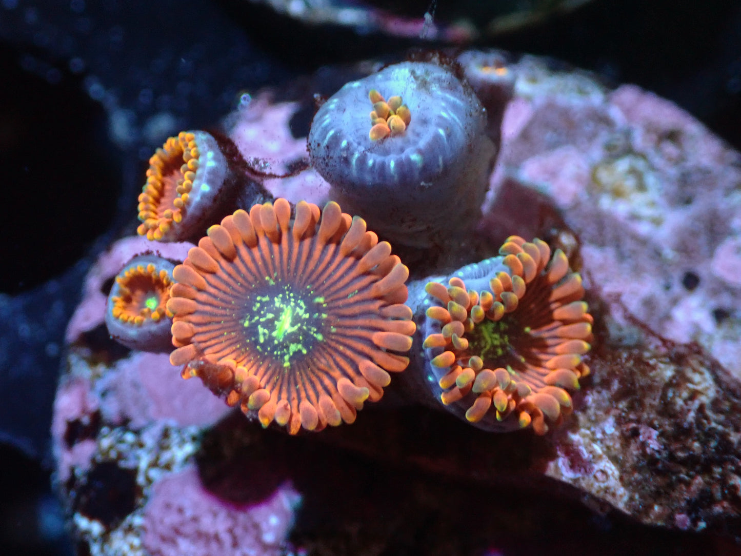 7/3/24 GWC Magician Zoas ended