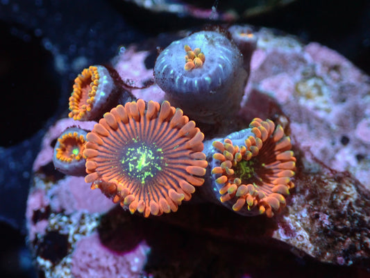 7/3/24 GWC Magician Zoas ended