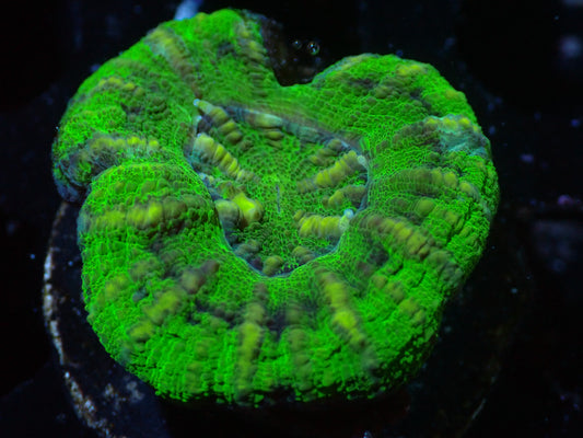 7/3/24 GWC Green/Gold Button Scoly ended