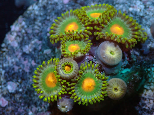 7/3/24 RWZ Green Bay Packer Zoas ended