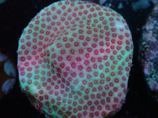 7/3/24 RWZ Sand Dollar Porities ended