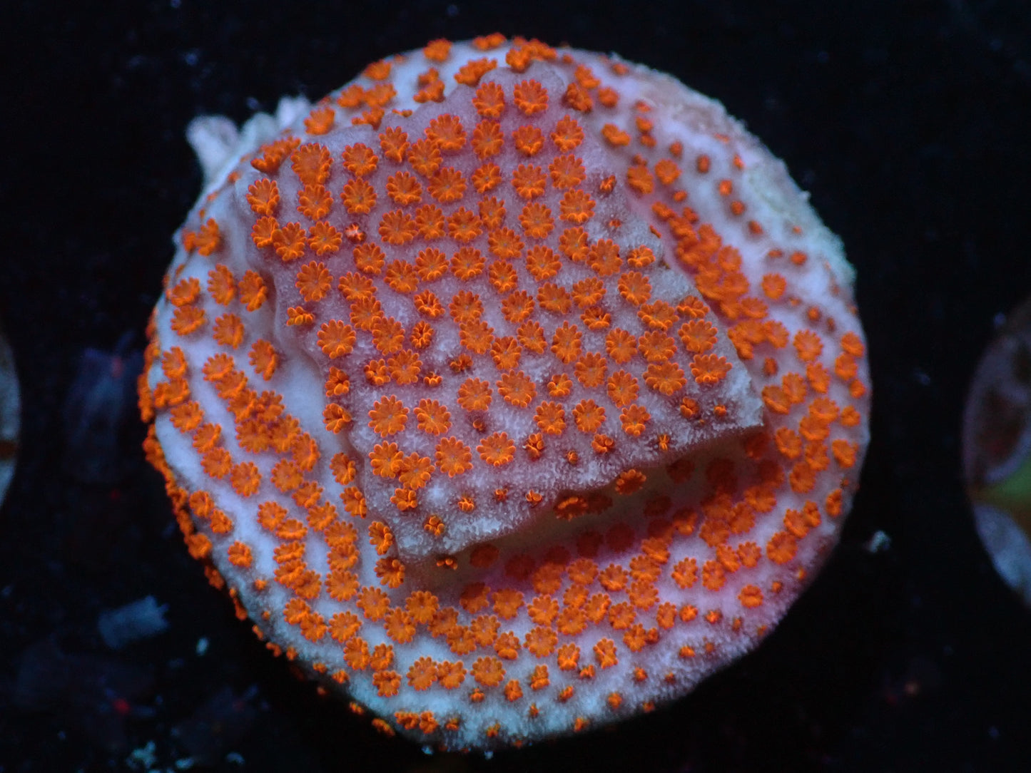 7/3/24 RWZ Hellfire Montipora ended