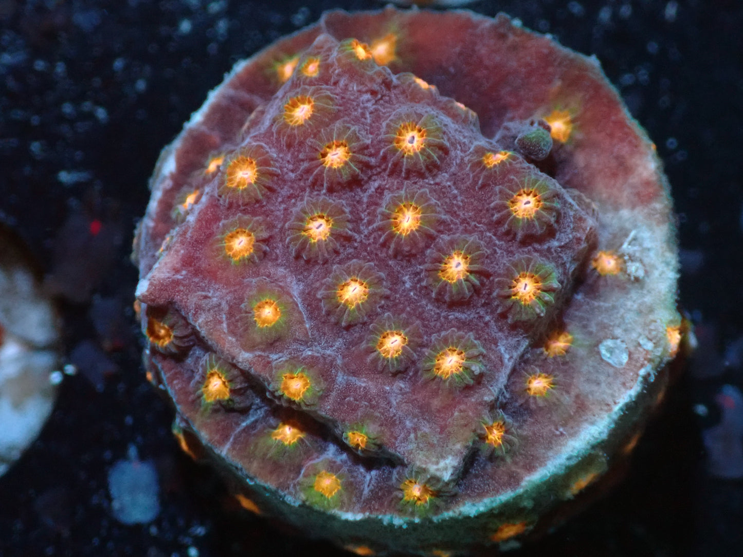7/3/24 RWZ Bling Bling Cyphastrea ended
