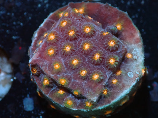 7/3/24 RWZ Bling Bling Cyphastrea ended