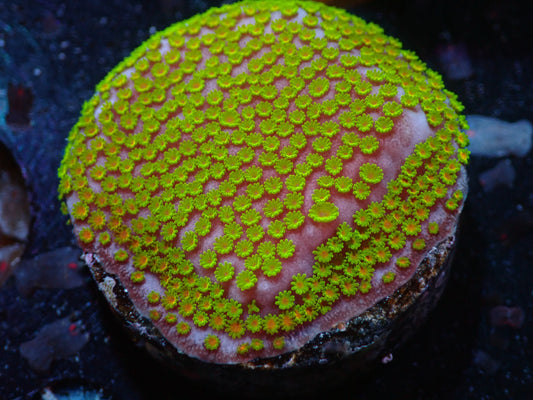 7/3/24 RWZ Poker Star Montipora ended