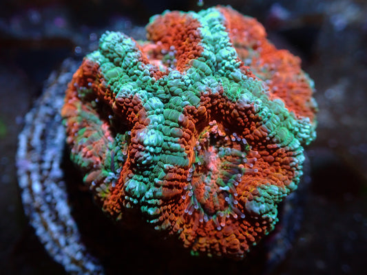 7/3/24 SRC Teal/Orange Ultra Acan 4H ended