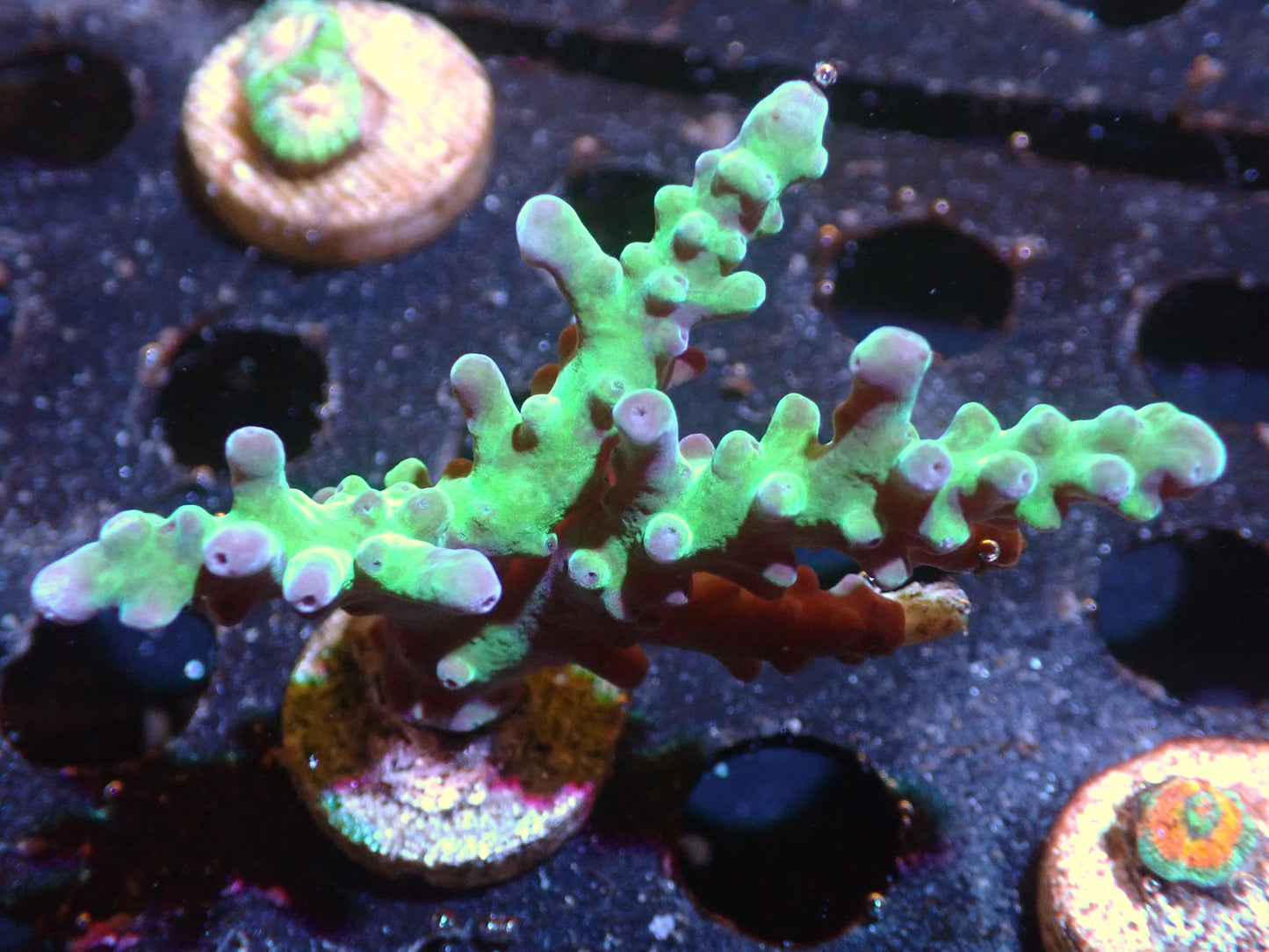 7/3/24 SRC WWC Yellowtip Acro ended