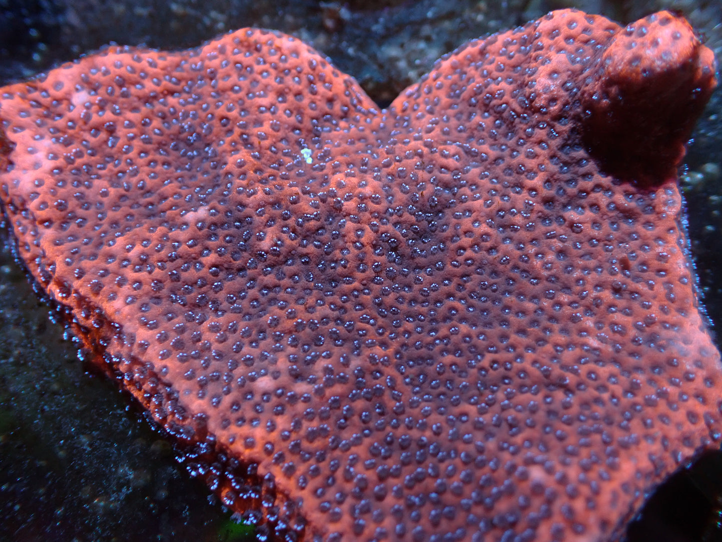 7/3/24 SRC Mystic Sunset Montipora ended
