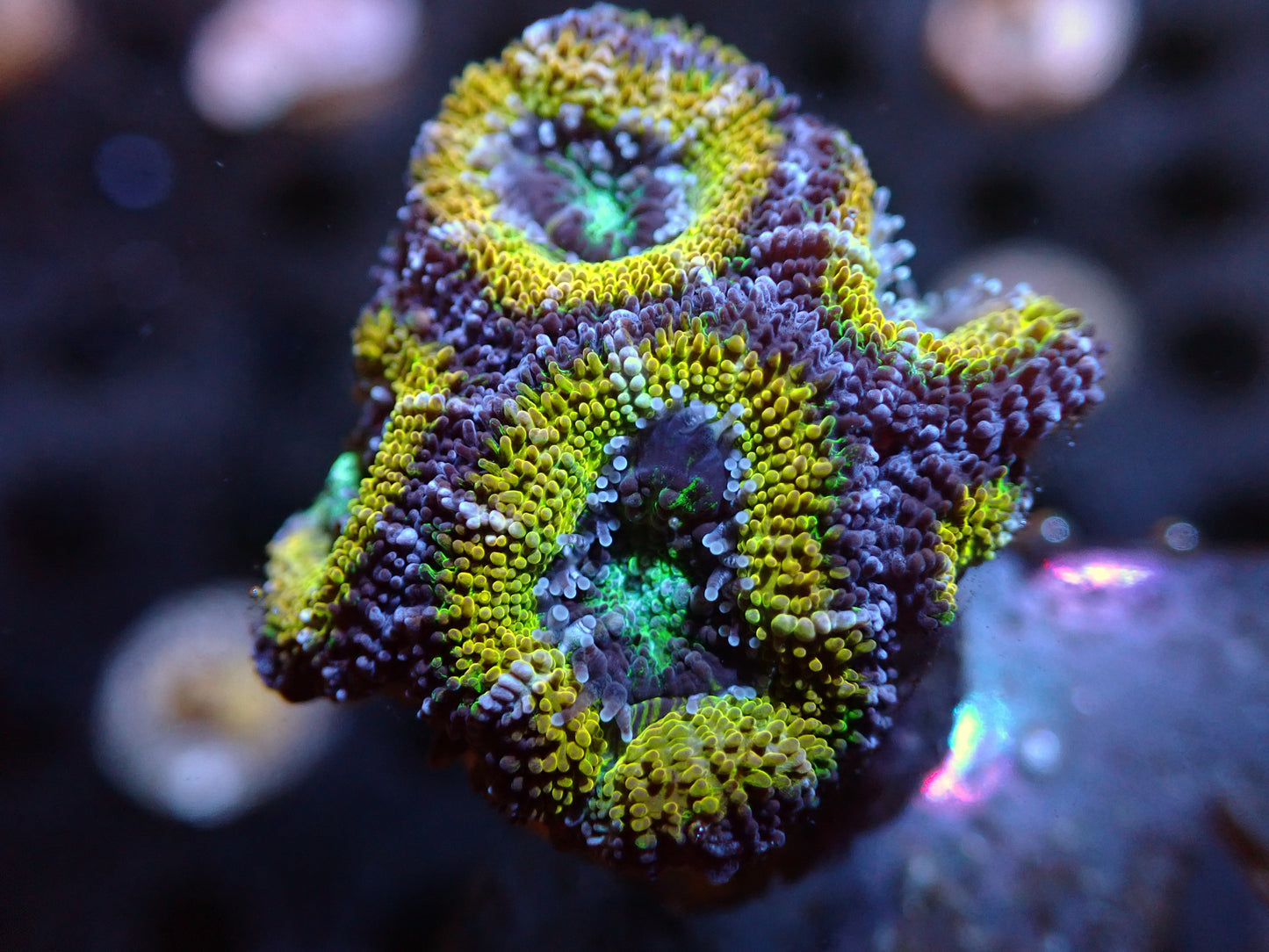 7/3/24 SRC Purple/Gold Acan 5H ended