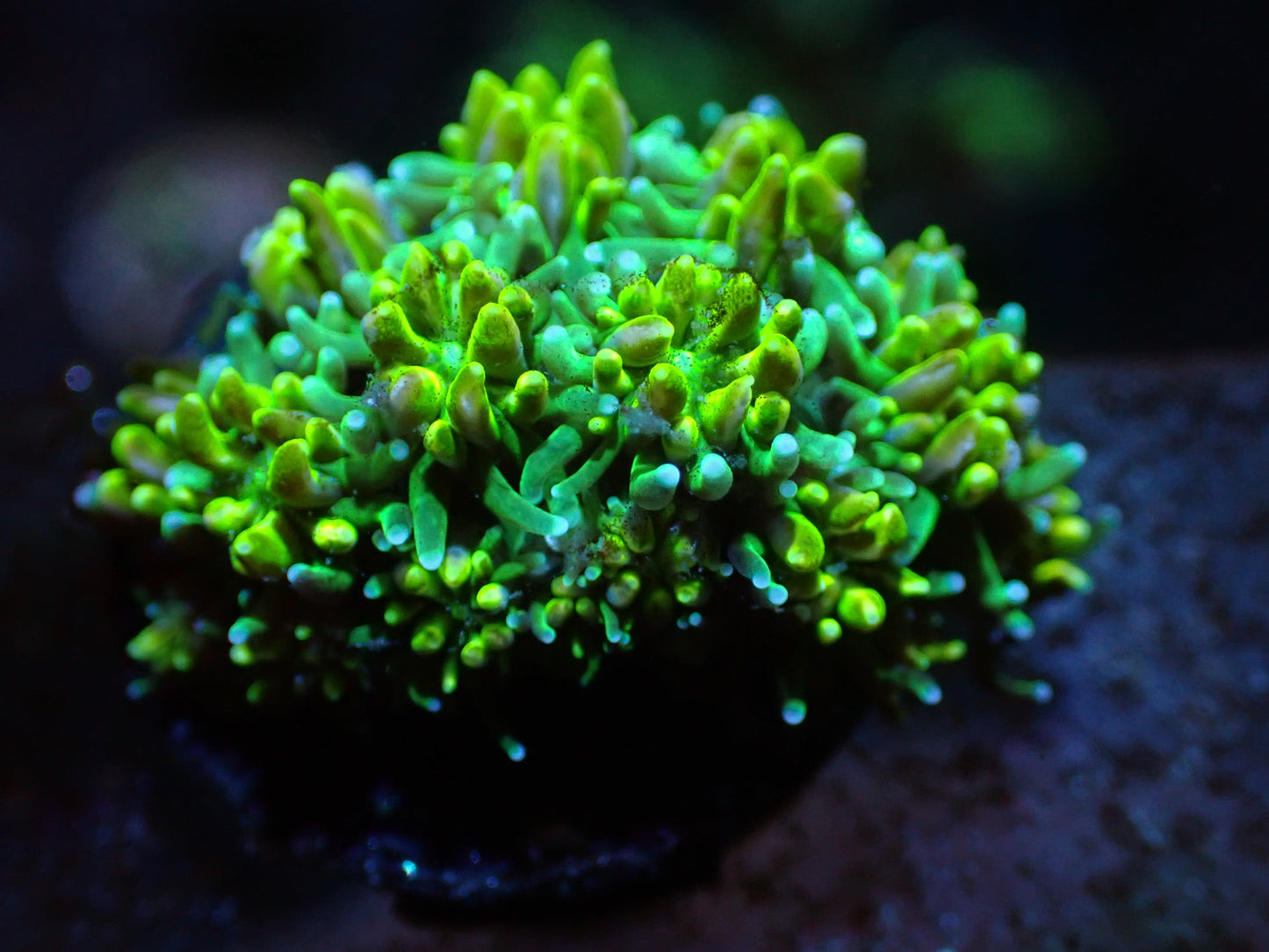 7/3/24 SRC Lemon Lime Galaxia ended