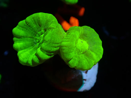 7/3/24 CSC Kryptonite Candycane 2H ended