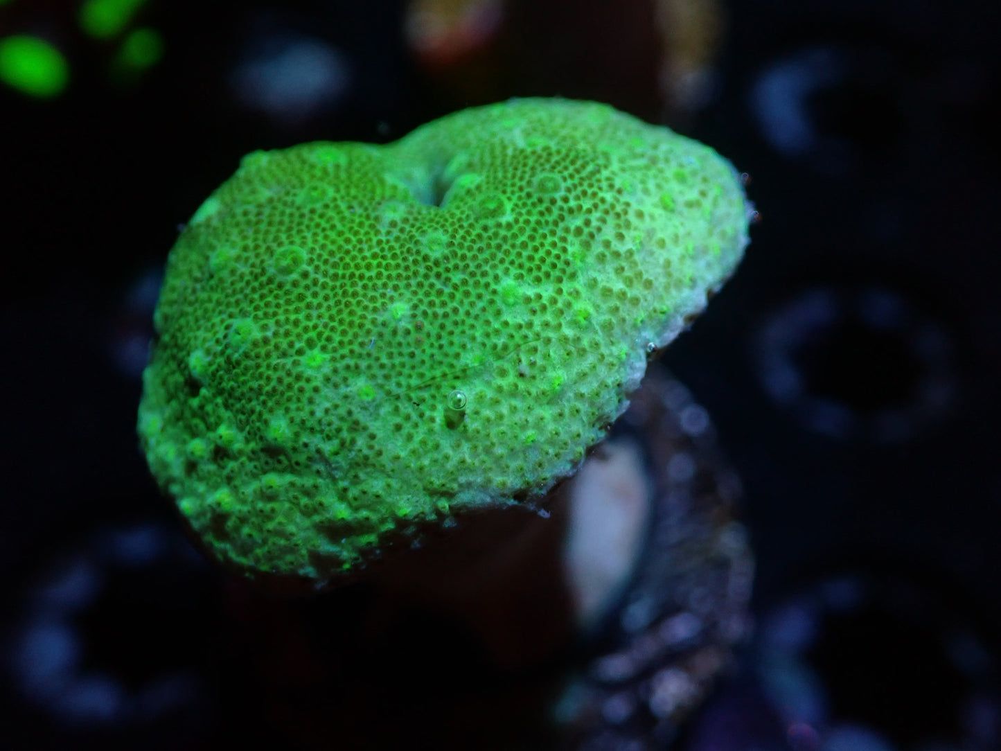 7/3/24 CSC Green Toadstool ended