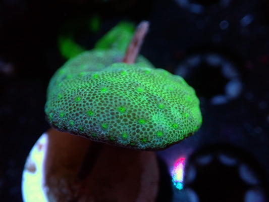 7/3/24 CSC Green Toadstool ended