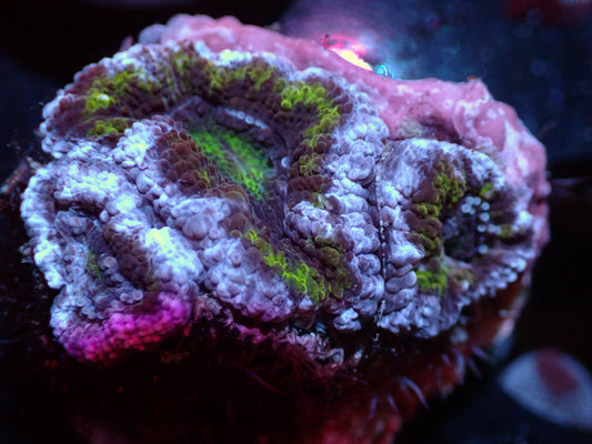 7/3/24 CSC Purple/Green Acan 3H ended