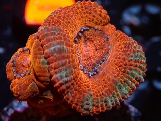7/3/24 CSC Orange/Green Acan 2H ended