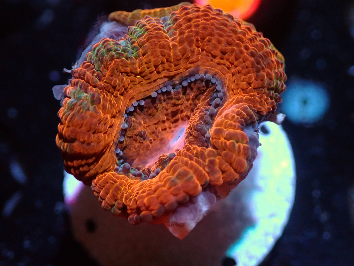 7/3/24 CSC Orange/Green Acan ended
