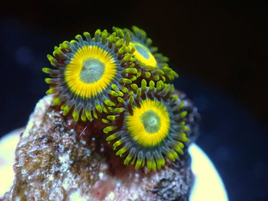 7/3/24 CSC Scrambled Egg Zoas ended