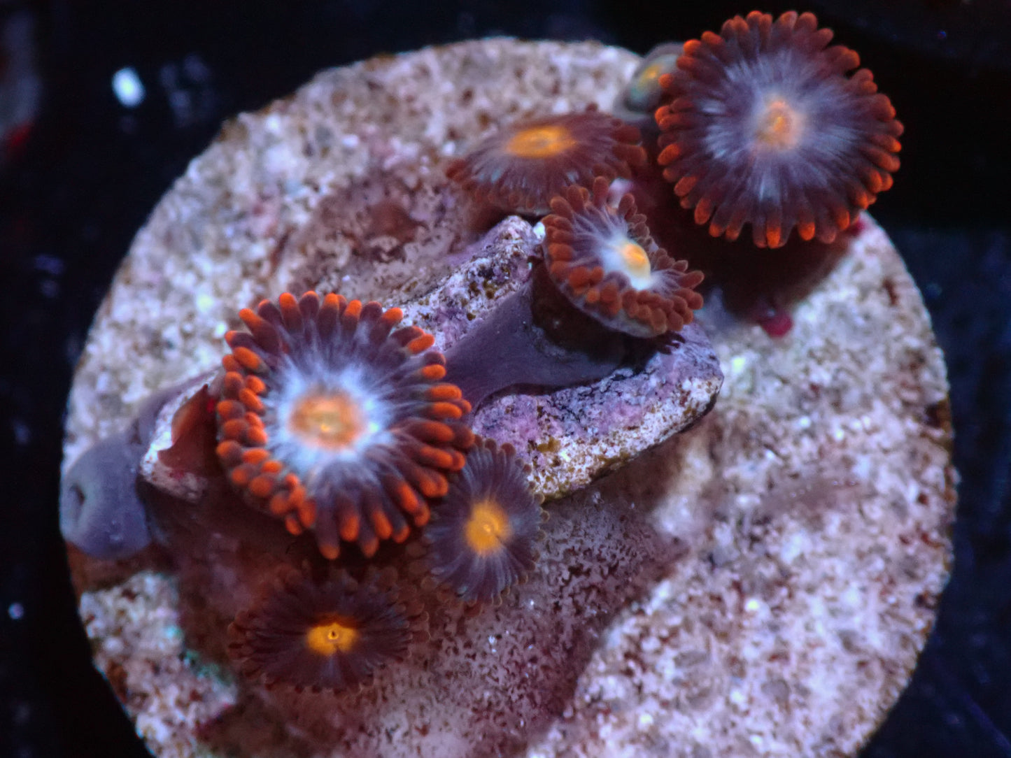 7/3/24 CSC Fire & Ice Zoas ended