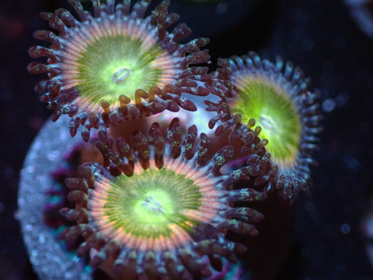 7/3/24 CSC Sunny D Zoas ended