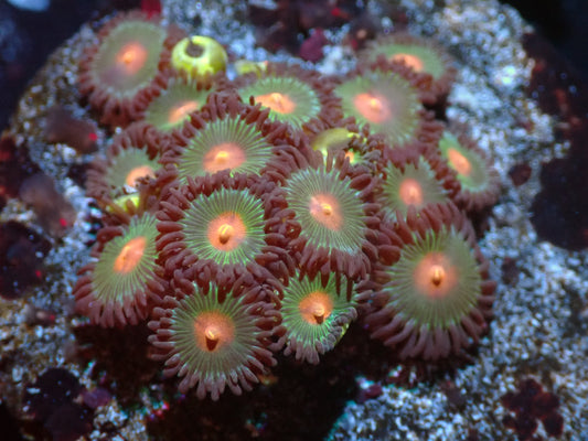 7/3/24 CSC Gorilla Nipple Zoas ended