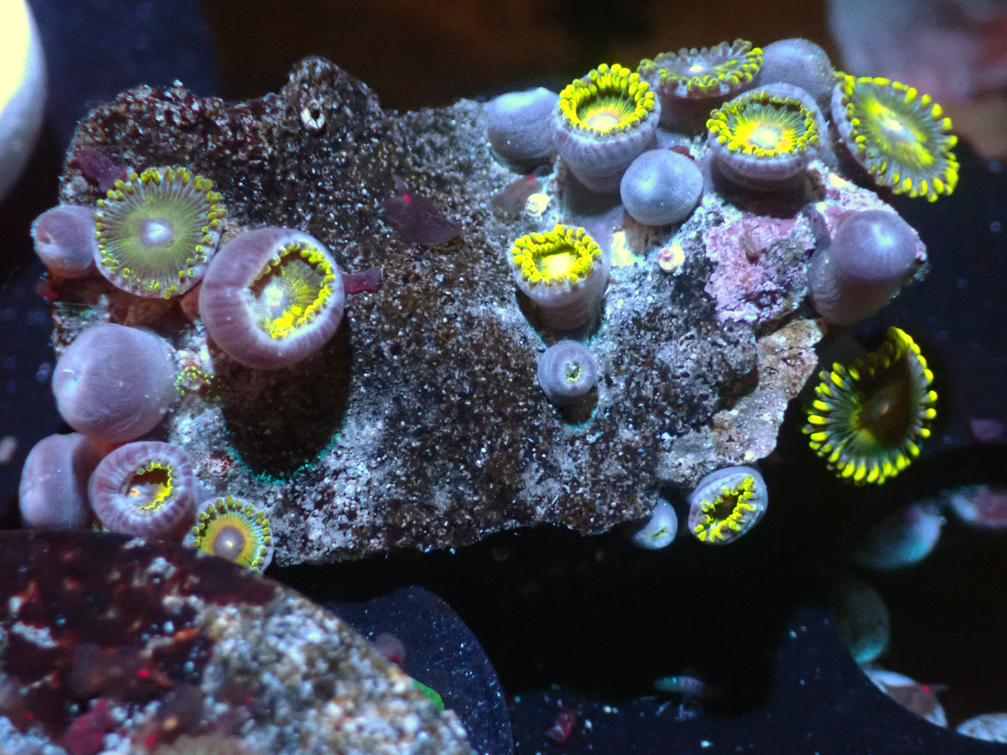 7/3/24 CSC Super Saiyan Zoas ended