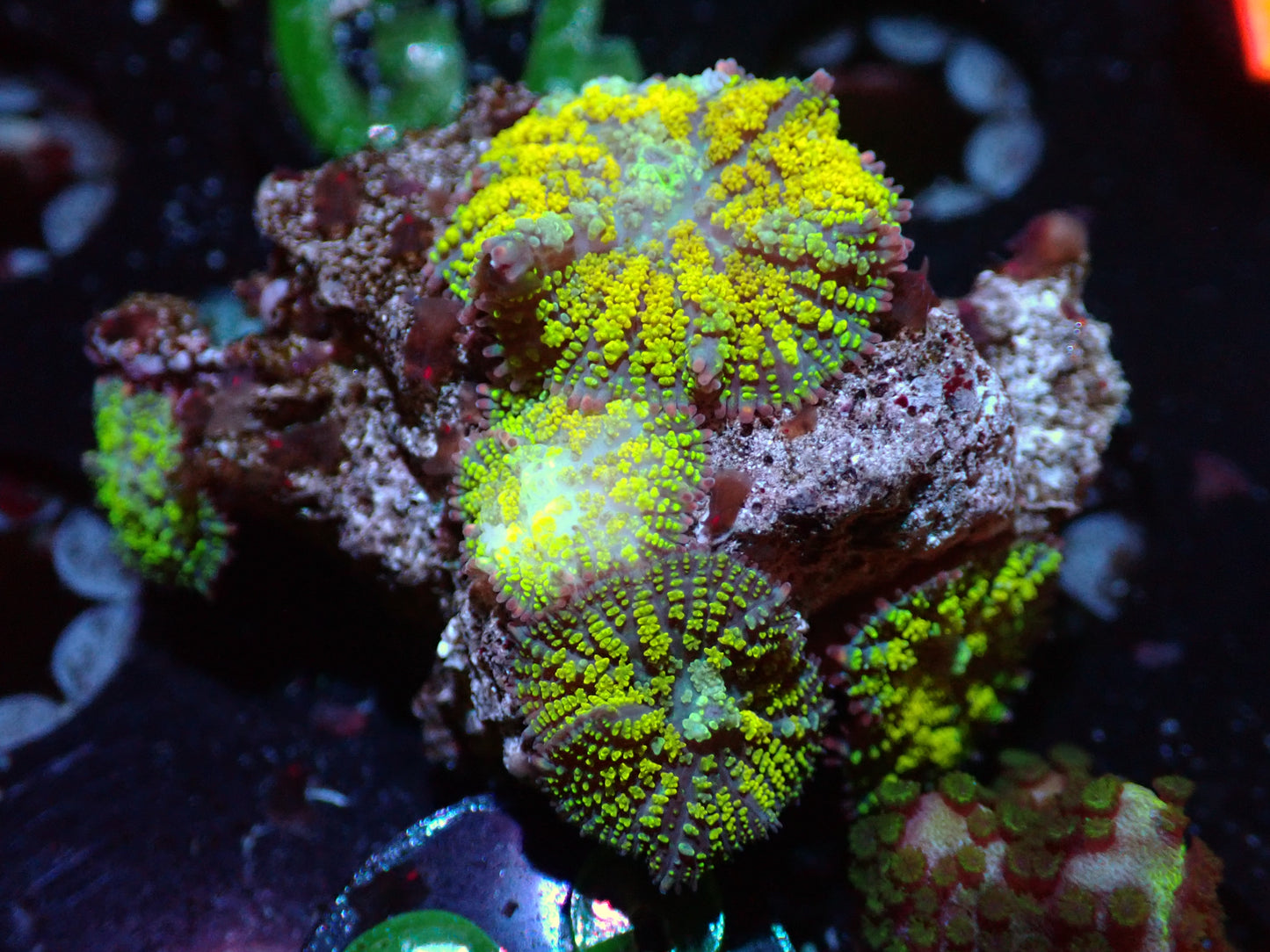 7/3/24 CSC Gonzos Golden Dragon MushroomRock 4P ended