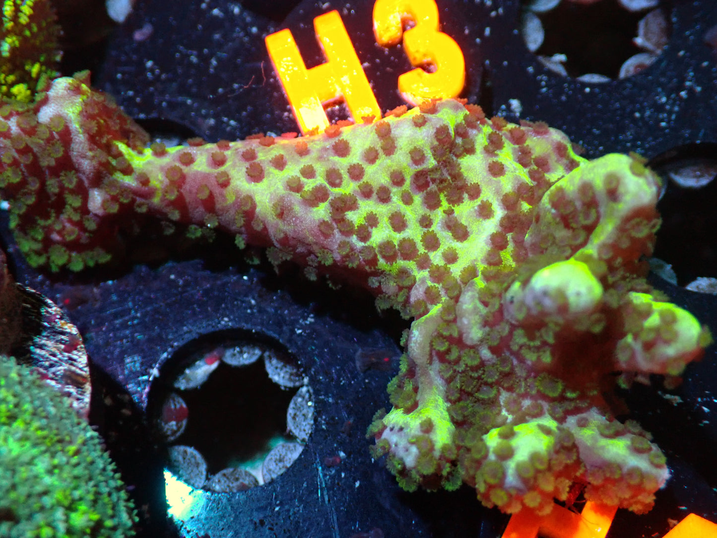 7/3/24 CSC Montipora Spongeodes ended