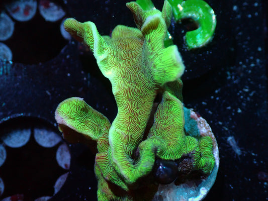 7/3/24 CSC Pavona Cactus Coral ended