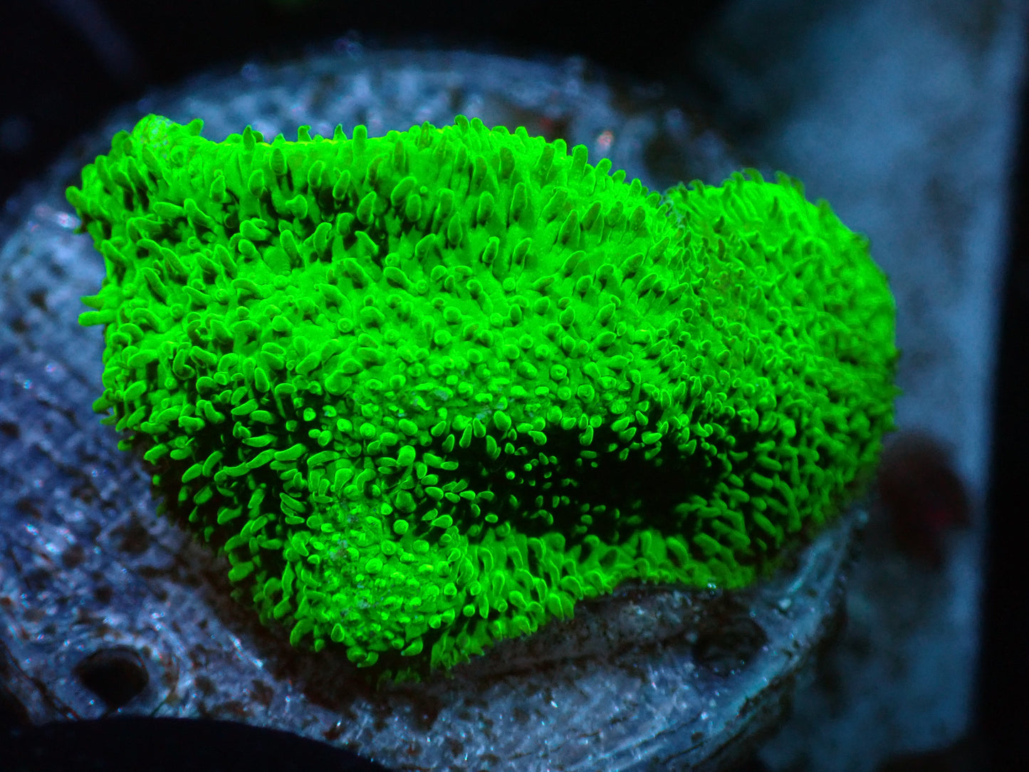7/3/24 CSC Neon Green Psammocora ended