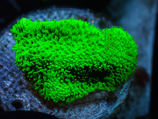 7/3/24 CSC Neon Green Psammocora ended