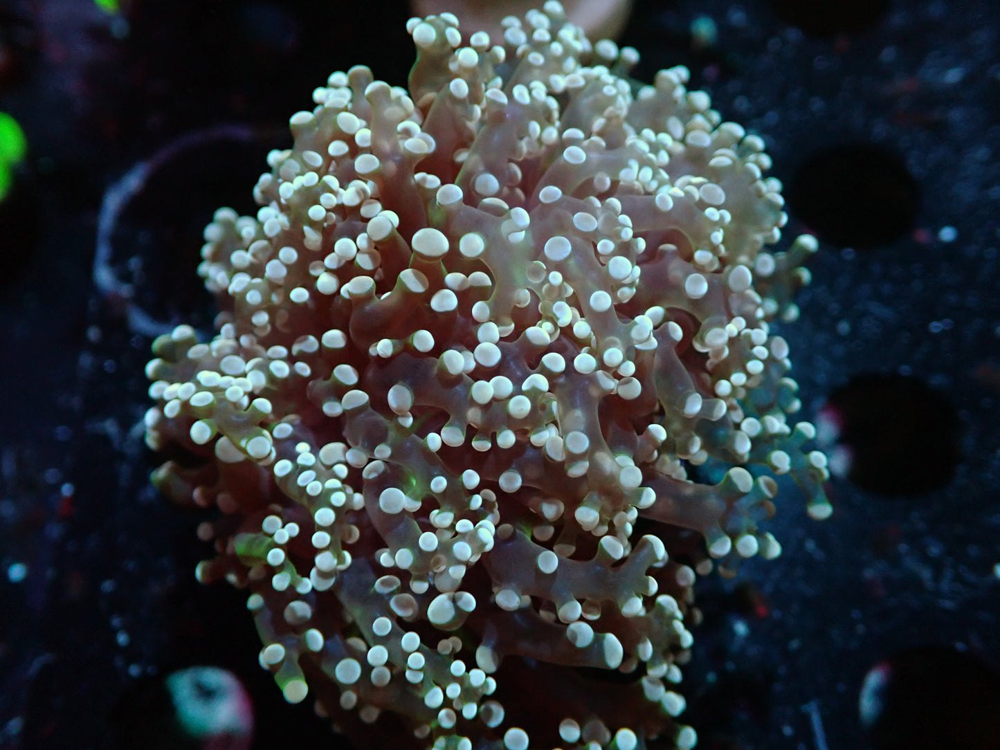 7/3/24 CSC Pink Octospawn ended