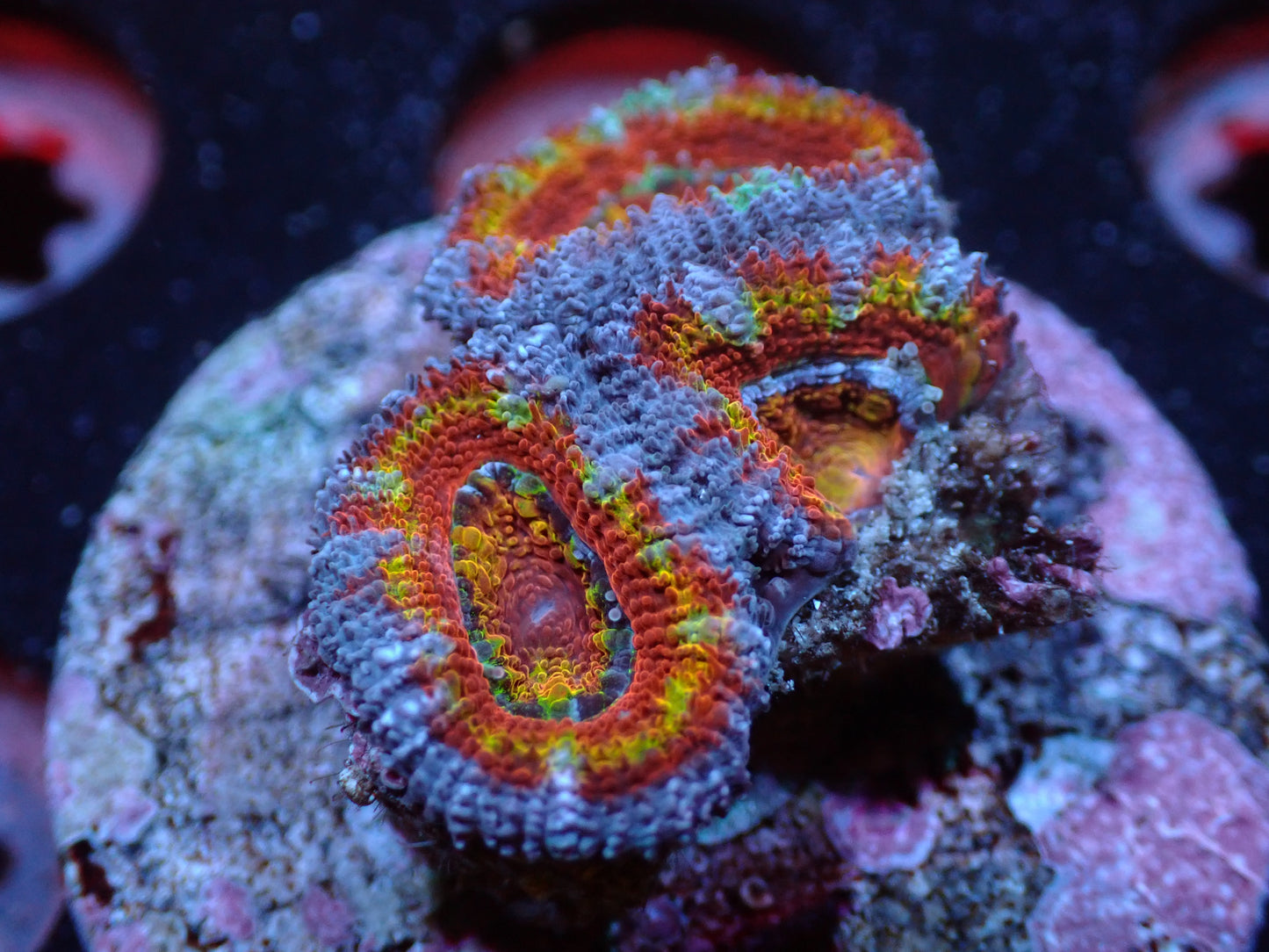 L3 7/3/24 JRA Rainbow Acan Frag ended