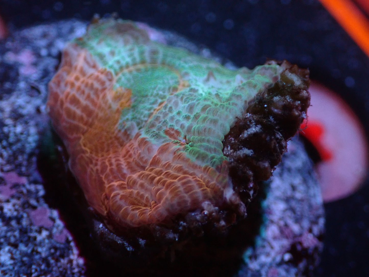 L6 7/3/24 JRA Orange/Green Chalice ended
