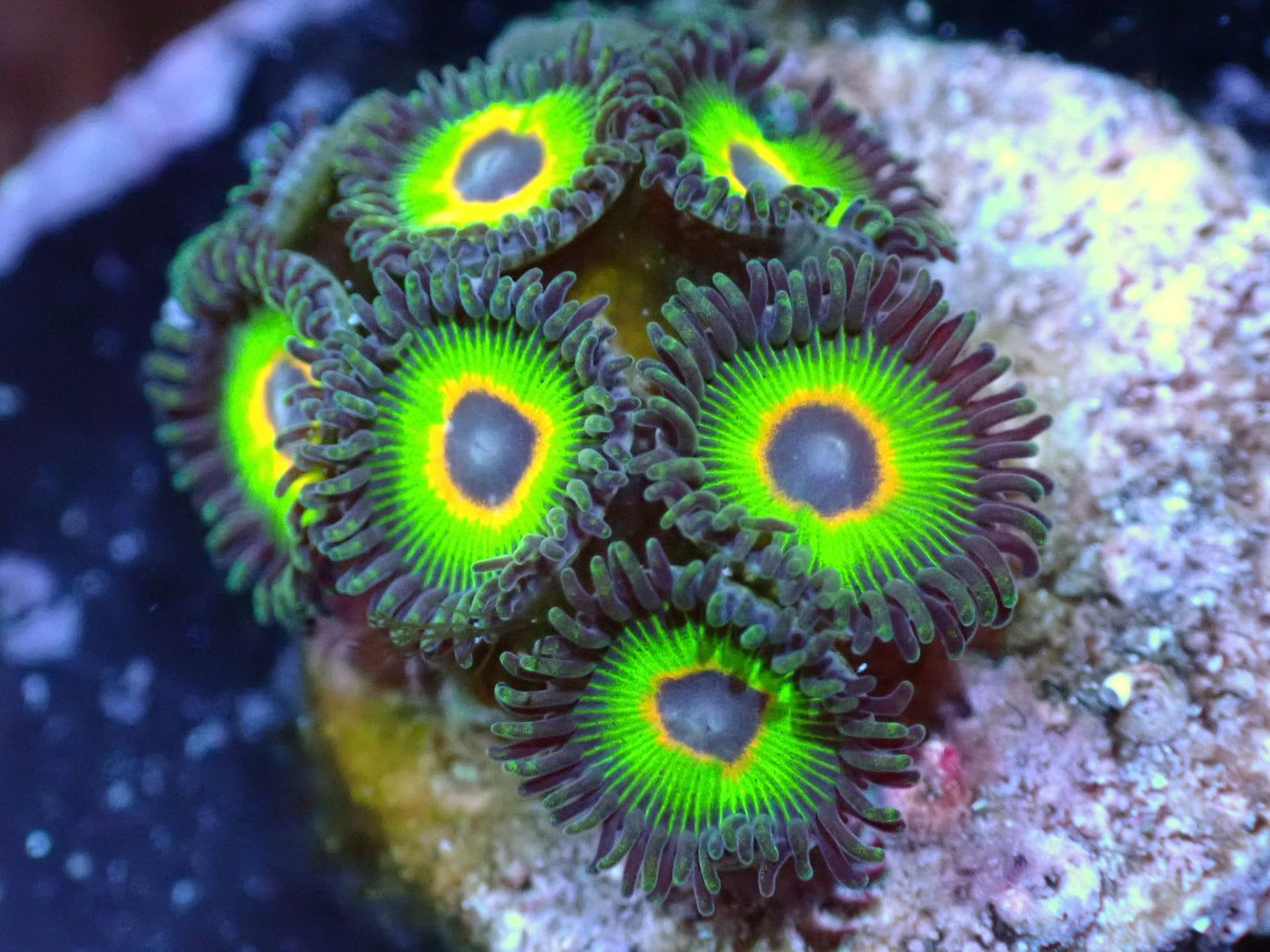 LKR Bob Marley Zoas 7/10/24 ended