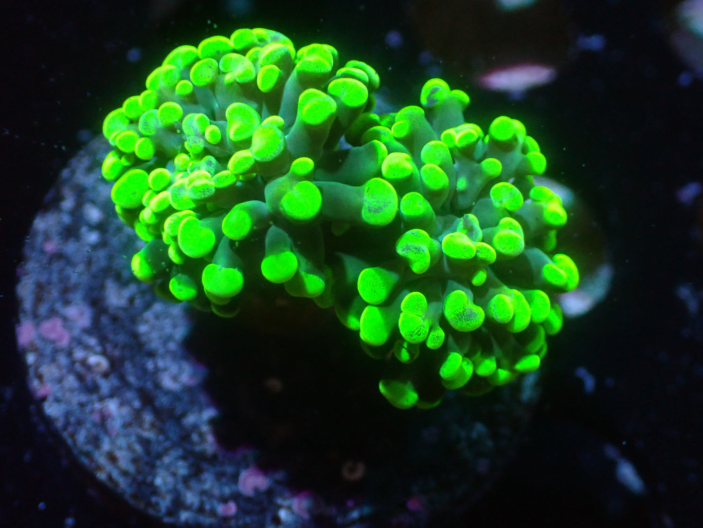 GWC Neon Green Hammer 2H 7/10/24 ended