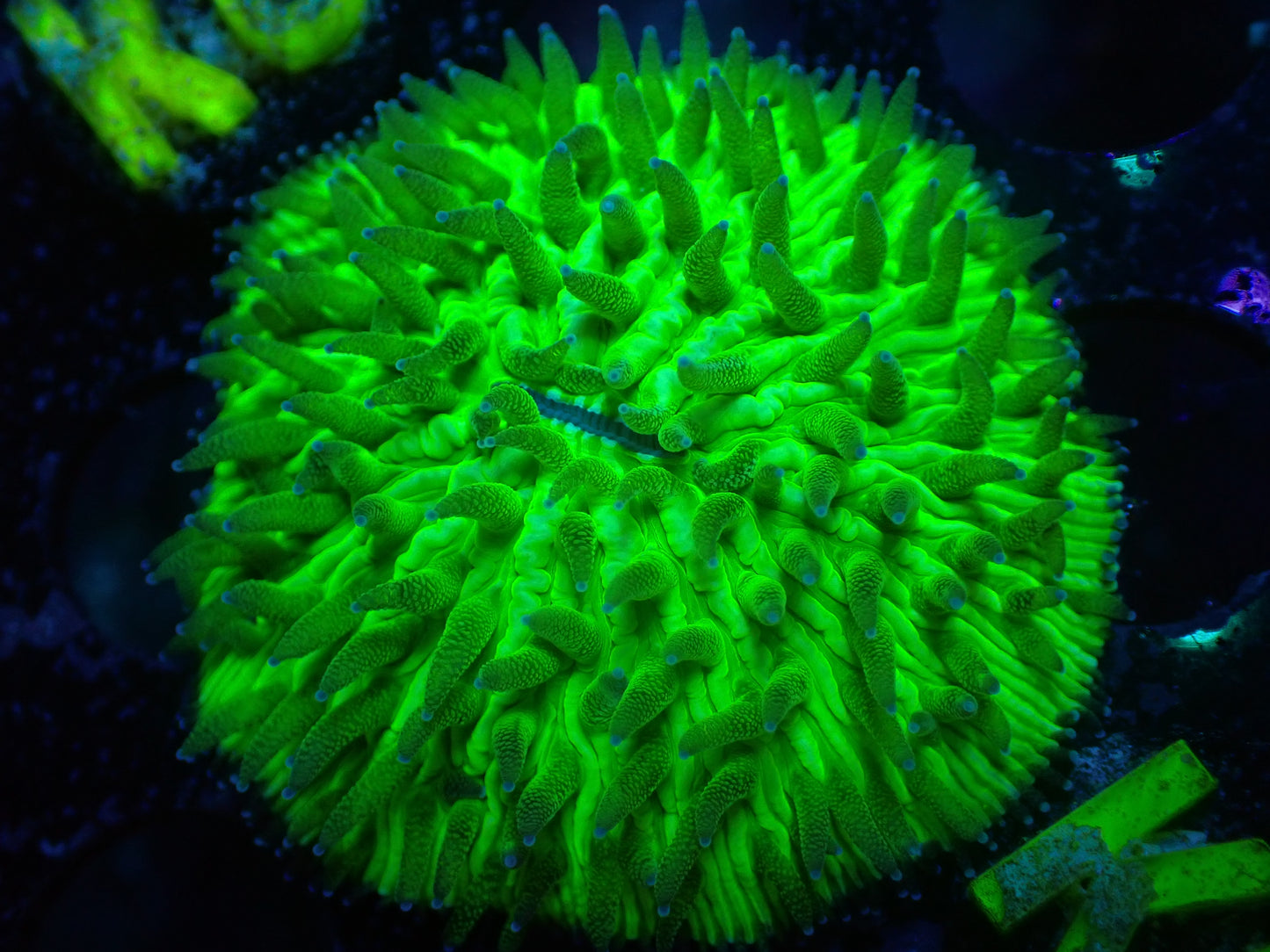 JRA Neon Green Fungia 7/10/24 ended