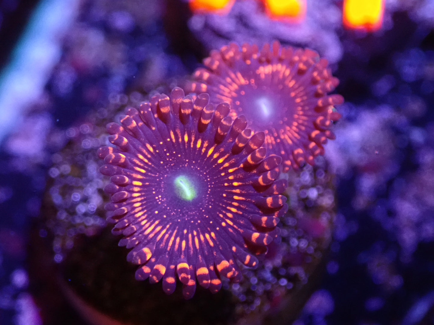 A2 04/22 Illuminati Zoas