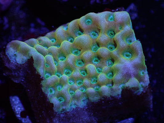A4 04/22 Yellow Pheonix Monti
