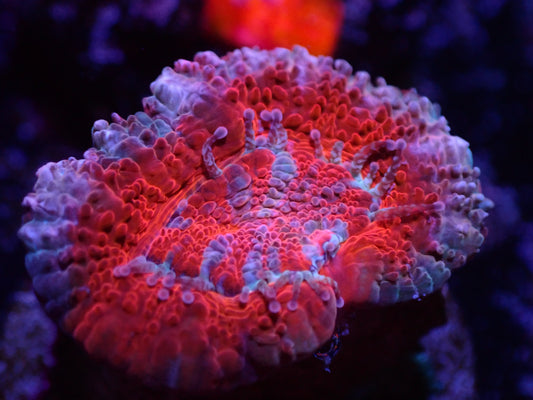 D3 04/22 Pink And Red Acan