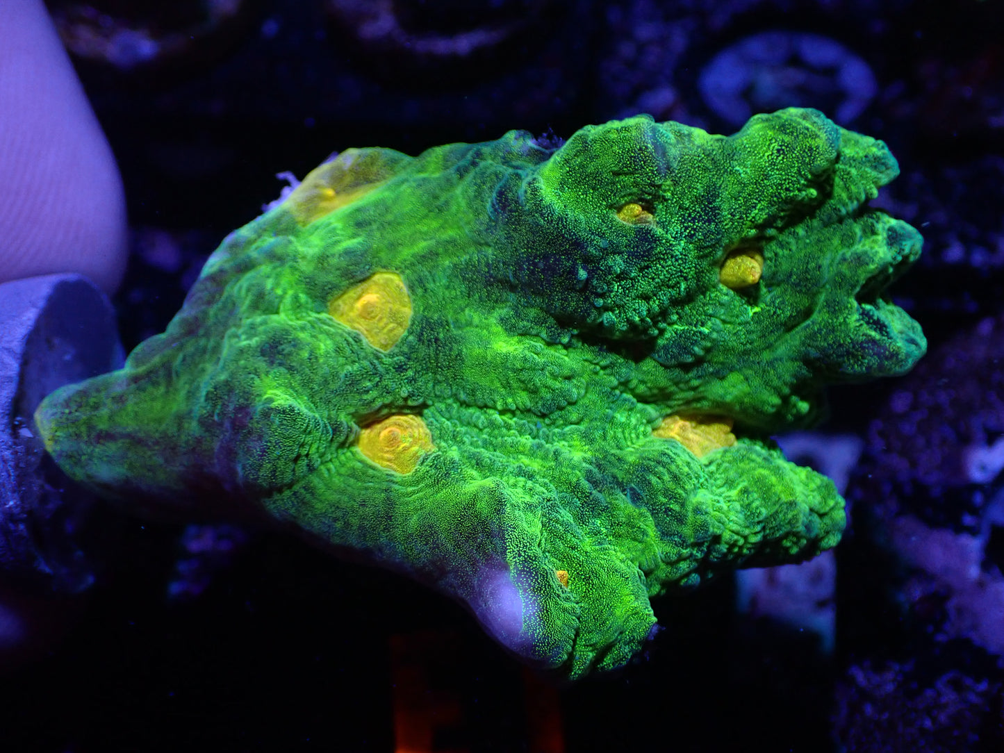 E1 04/22 Space Invader Pectinia