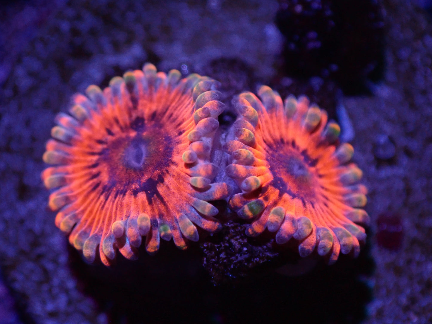 G4 04/22 KO Nightmare Zoa